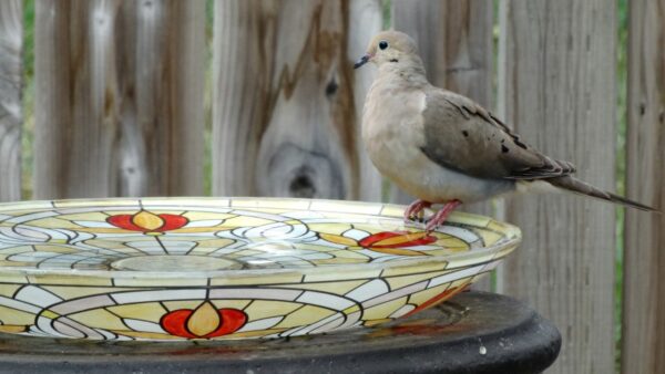 Complete backyard for fall with a birdbath