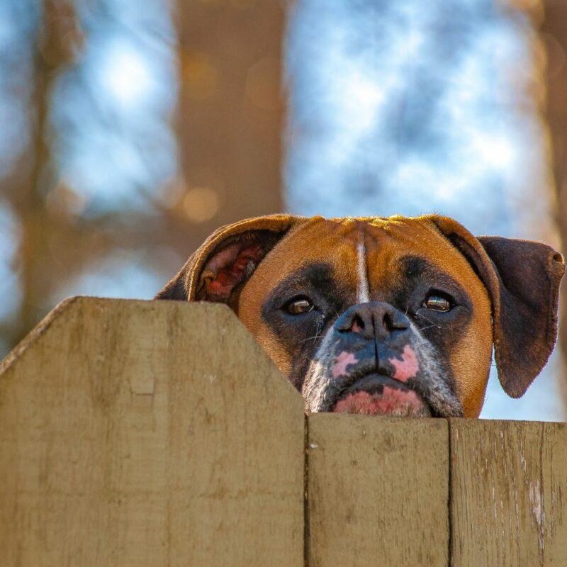 damaged Fence 1