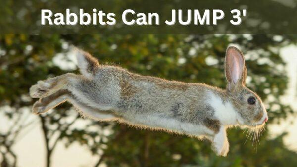 Rabbits can jump 3 feet