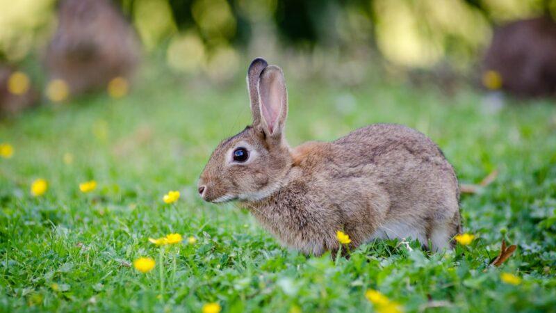 Wood Fence Bunnies Out