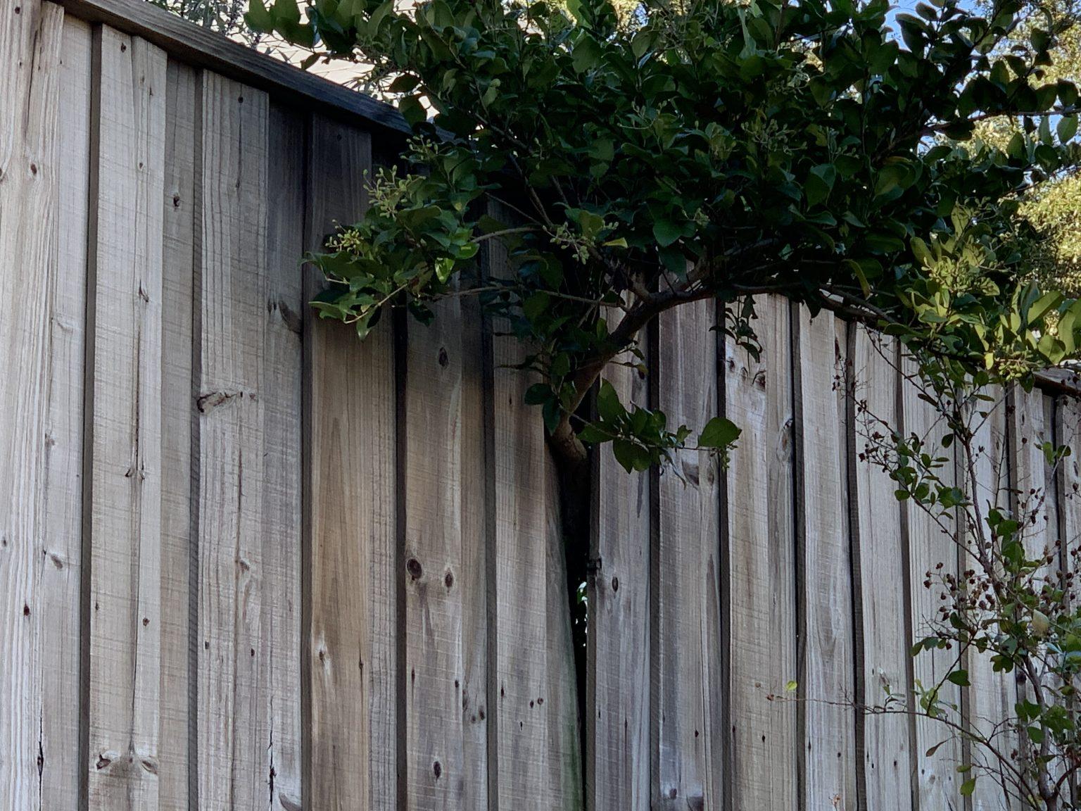Tree Pushing Thorough Fence • Fence Makeovers Richardson Texas