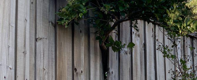 Tree Pushing Thorough Fence