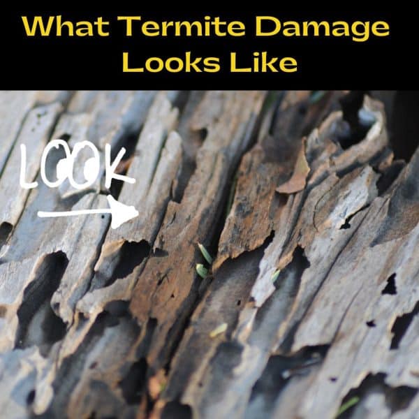 What's Eating My Wood Fence? • Fence Makeovers 2024