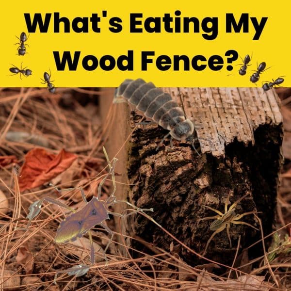 What's Eating My Wood Fence? • Fence Makeovers 2024