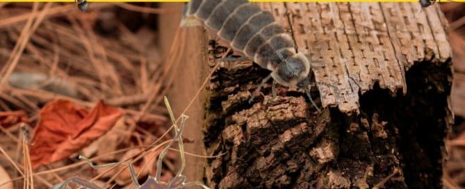 Whats eating my wood fence