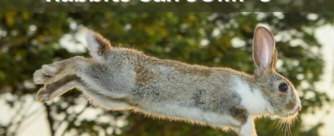 Rabbits can jump 3 feet