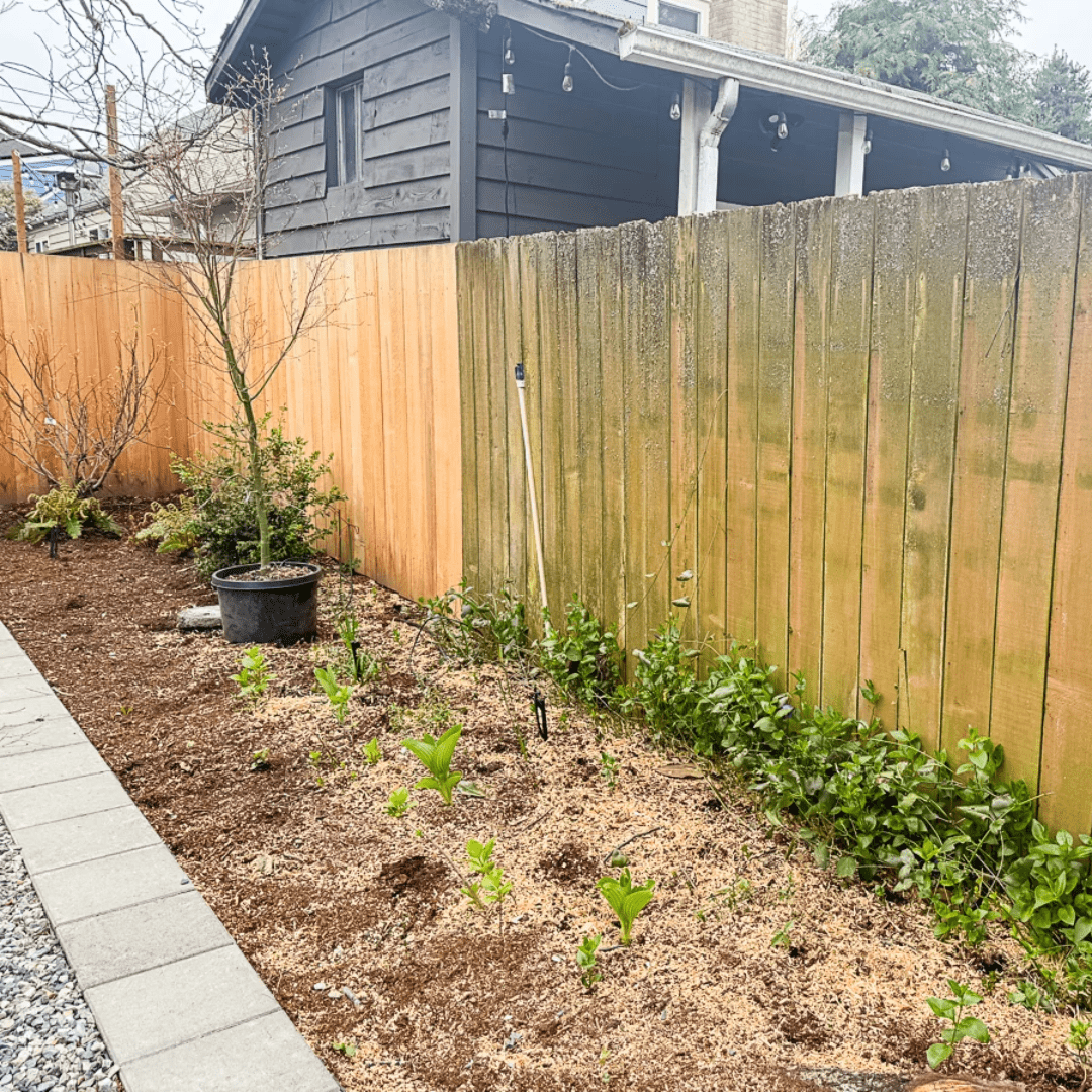 Cedar Fence Restoration 5